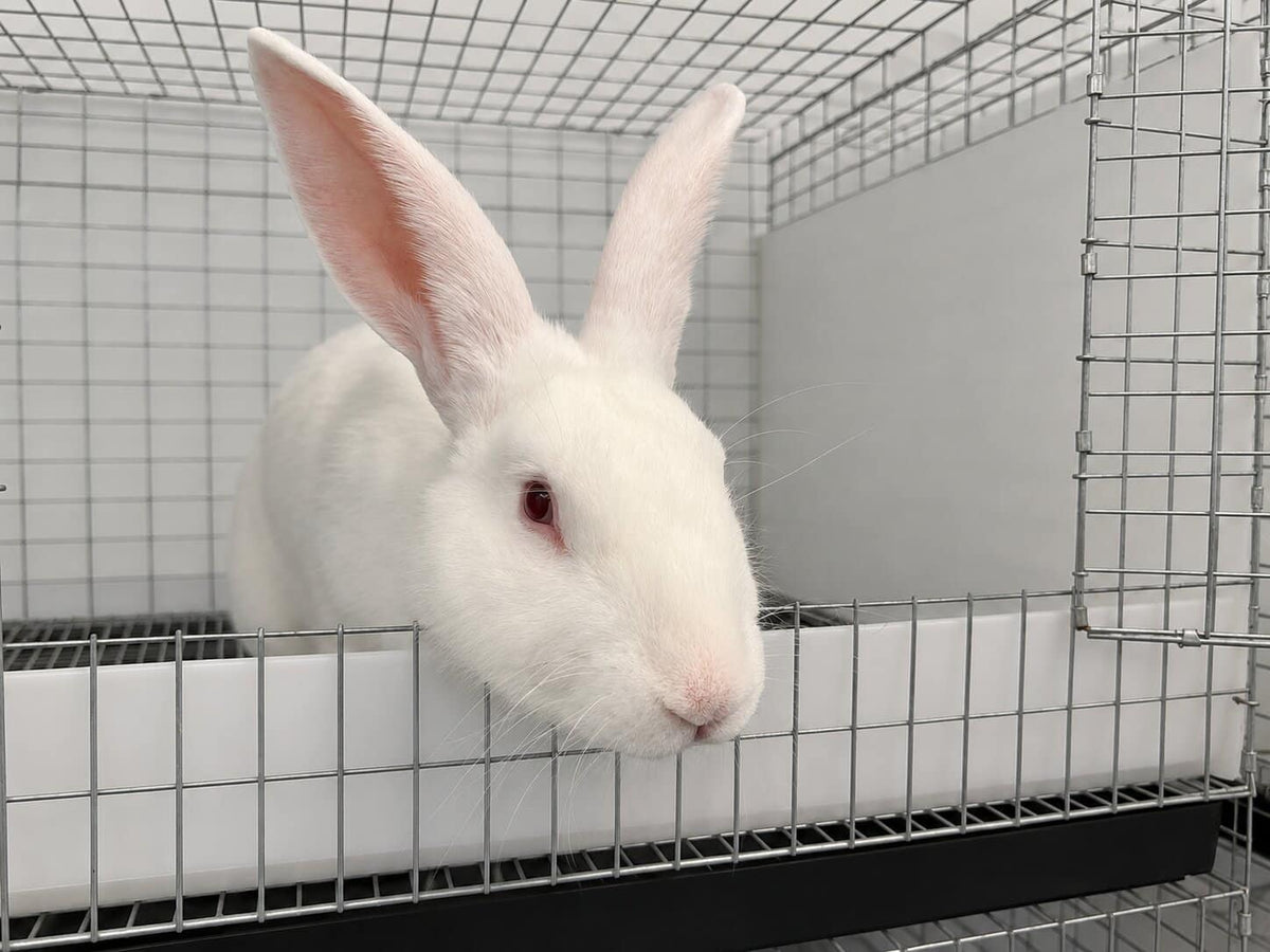 Facts of Rabbit Complement – Infograph