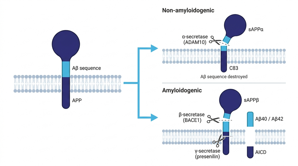 APP processing: alpha-secretase cuts inside the amyloid-beta sequence; beta- and gamma-secretase release it intact.
