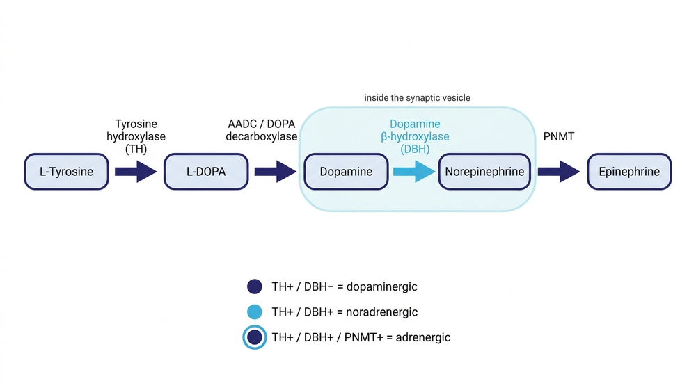 The catecholamine cascade from L-tyrosine to epinephrine, with the marker combinations defining each cell identity.