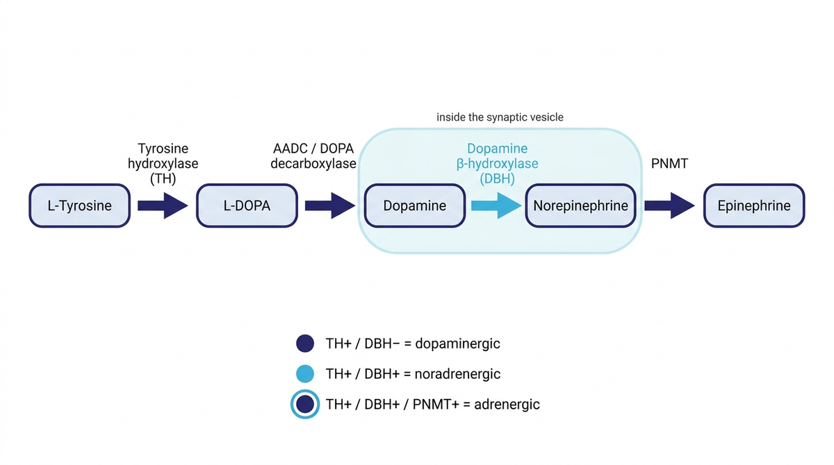The catecholamine cascade from L-tyrosine to epinephrine, with the marker combinations defining each cell identity.