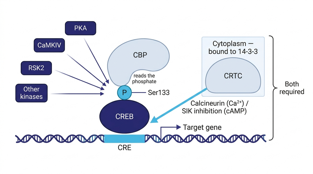 Convergence at the CRE: many kinases phosphorylate CREB Ser133, but transcription needs a second CRTC input too.