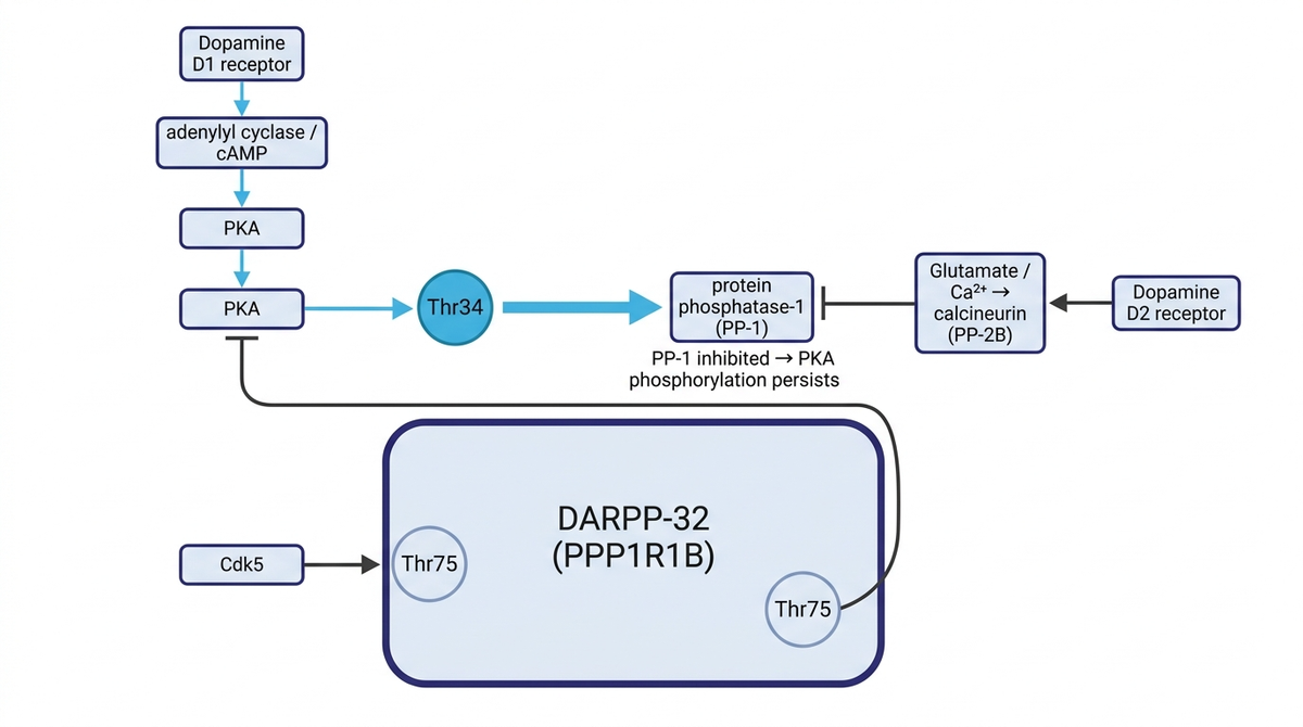 DARPP-32 as a two-way switch: phospho-Thr34 inhibits phosphatase-1, phospho-Thr75 inhibits PKA.