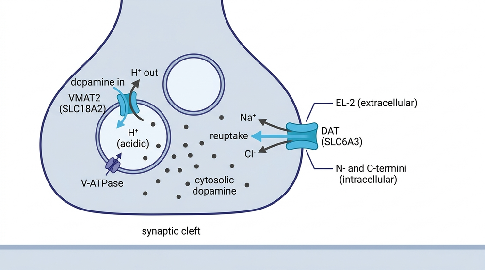 Dopaminergic terminal: VMAT2 packages dopamine into vesicles; DAT recovers it from the synaptic cleft.