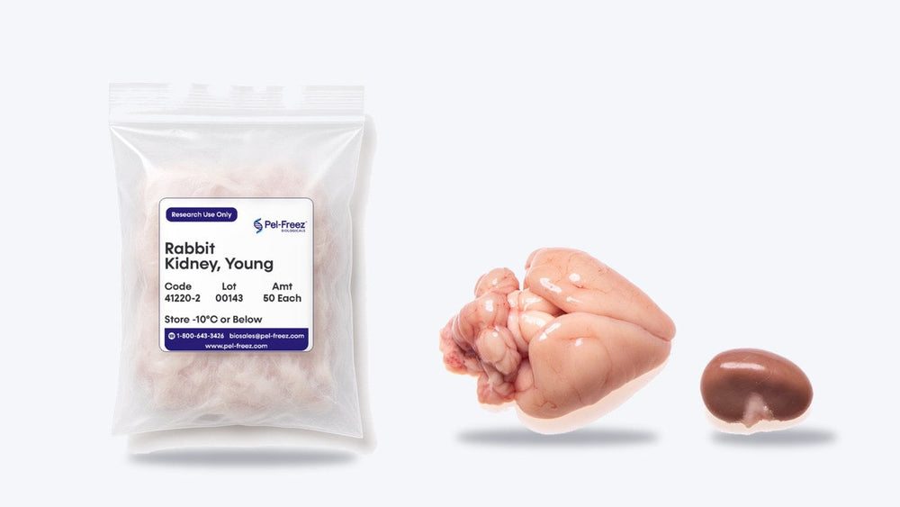 Fresh vs Frozen Tissue: Preservation and Enzyme Integrity