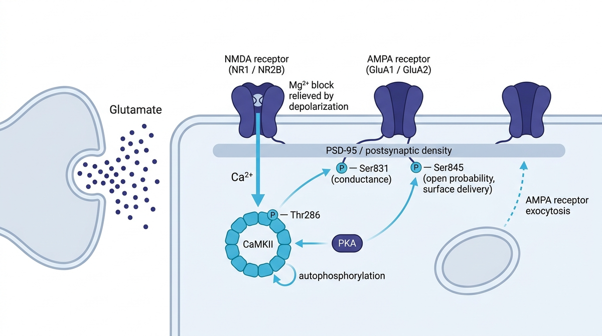 LTP signaling: NMDA receptor Ca2+ influx activates CaMKII, which phosphorylates AMPA receptor GluA1.