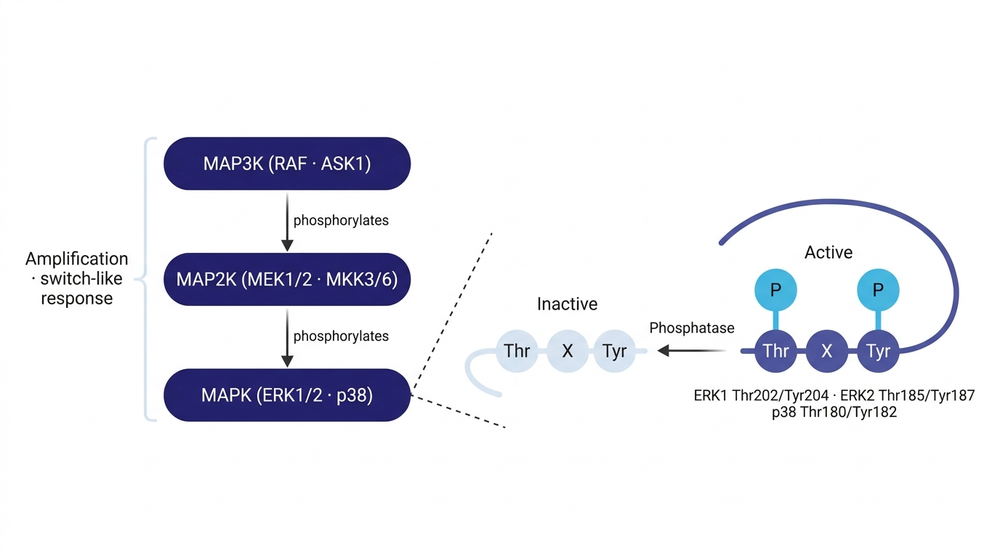 The three-tier MAPK cascade converging on one Thr-X-Tyr loop, inert until both residues carry a phosphate.