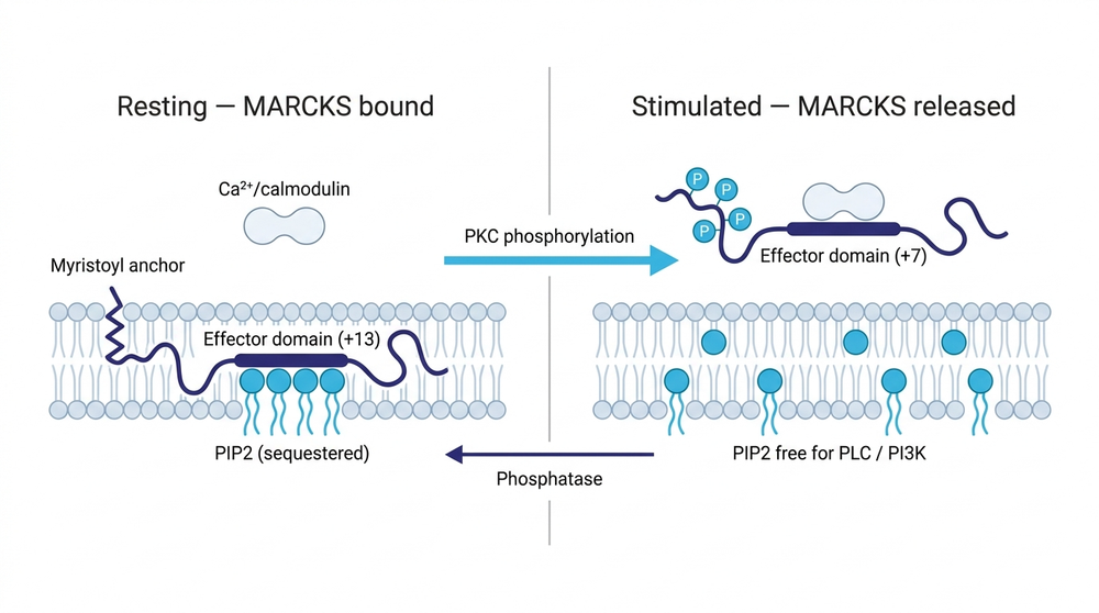 MARCKS holds PIP2 at the membrane until PKC phosphorylation neutralizes its effector domain and releases both.