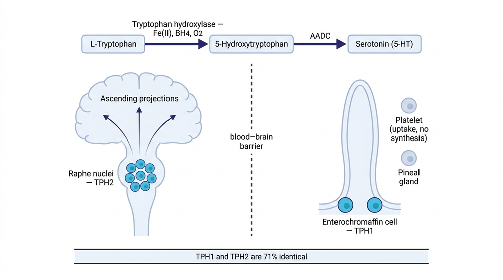 Two serotonin systems: TPH2 in raphe neurons supplies the brain, TPH1 in gut cells supplies the periphery.