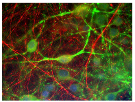 Immunofluorescence of cultured rat CNS cells showing specific labeling of neuronal processes with Anti-alpha-internexin 1:250, red), and specific labeling of perikarya and dendrites with anti-microtubule associated protein 2 1:2,500,green).