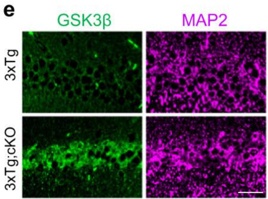 Immunolabeling for GSK3β (green) and MAP2 magenta) in hippocampal CA1 neurons in 9-month-old 3xTg and 3xTg;cKO mice. Image from publication CC-BY-4.0. PMID: 37919281
