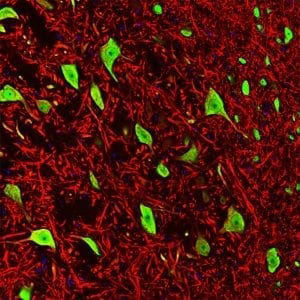 Immunofluorescence of a section of rat brain stem showing colabeled with Anti-MAP2 red, 1:5000) and Anti-FOX3 green, 1:1000). The Anti-FOX3 specifically labels the nuclei and the proximal cytoplasm of neuronal cells while the Anti-MAP2 labels dendrites and overlaps with FOX3 labeling the perikarya of neurons. The blue is DAPI staining of nuclear DNA.