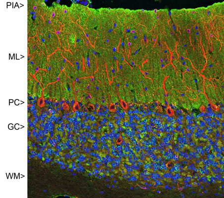 Immunofluorescence of rat cerebellum showing strong synaptic staining of VSNL1 (green) in the molecular layer (ML) and MAP2 red, 1:2500). The blue stain is nuclear DNA.