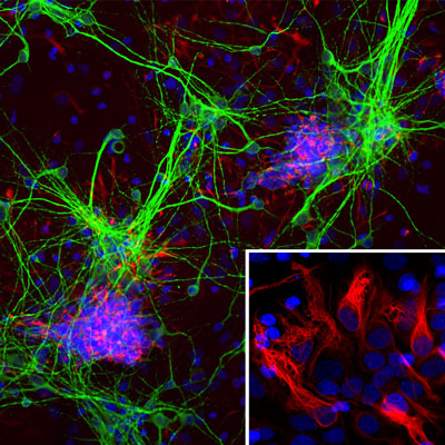 Immunostaining of cultured E20 rat cortical neurons and glia stained with anti-nestin antibody red, 1:500) and anti-MAP2 antibody green, 1:500). The blue is Hoechst staining for nuclear DNA. The nestin antibody labels developing astrocytes and neuronal stem cells in a clearly filamentous fashion, while the MAP2 antibody stains dendrites and perikarya of mature neurons.