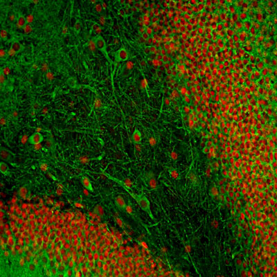 Immunofluorescence of a section of adult rat hippocampus section stained with Anti-MAP2C green, 1:5,000) and an anti-FOX2 antibody (red). Following transcardial perfusion of rat with 4% paraformaldehyde, brain was post fixed for 24 hours, cut to 45μM, and free-floating sections were stained with above antibodies. The anti-MAP2C labels all MAP2 protein isotypes expressed in neuronal perikarya and dendrites.
