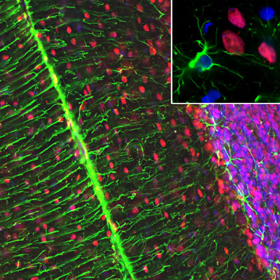 Immunofluorescence of a section of rat cerebellum showing specific labeling of MeCP2 1:1000, red) in nuclei of neurons and specific labeling of GFAP 1:5000, green) in the network of astroglial cells and projections of Bergmann glia, and Hoechst staining of nuclear DNA.
