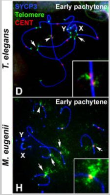 Localization of telomeric sequences in Thylamys elegans and Macropus eugenii. Spread spermatocytes were labeled with antibodies against SYCP3 (blue), centromeric proteins 1:50; red) and telomeric sequences (green) in (D) and (H). Image from publication CC-BY-4.0. PMID:37181752