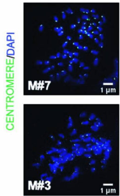 Costaining of chromosomes (DAPI, blue) and centromeres 1:250; green) in representative nuclei of metaphase short-term cultures, established from Nf2KO-Setd2KO-Trp53KO-4q9p21 tumor-bearing mice. Image from publication CC-BY-4.0. PMID:37365326