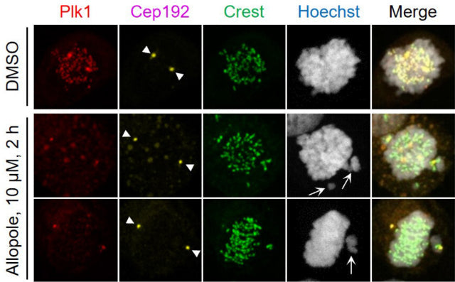 Confocal imaging and quantification of Plk1 signal intensities at centrosomes and kinetochores ) after treating HeLa cells with DMSO or 10 μM of Allopole for 2 h. Arrowheads, centrosomes; arrows, misaligned chromosomes. Signal intensities were quantified from both centrosome signals and randomly chosen three to four kinetochore signals per cell for a total of greater than or equal to 18 cells/experiment. Image from publication CC-BY-4.0. PMID:37603740