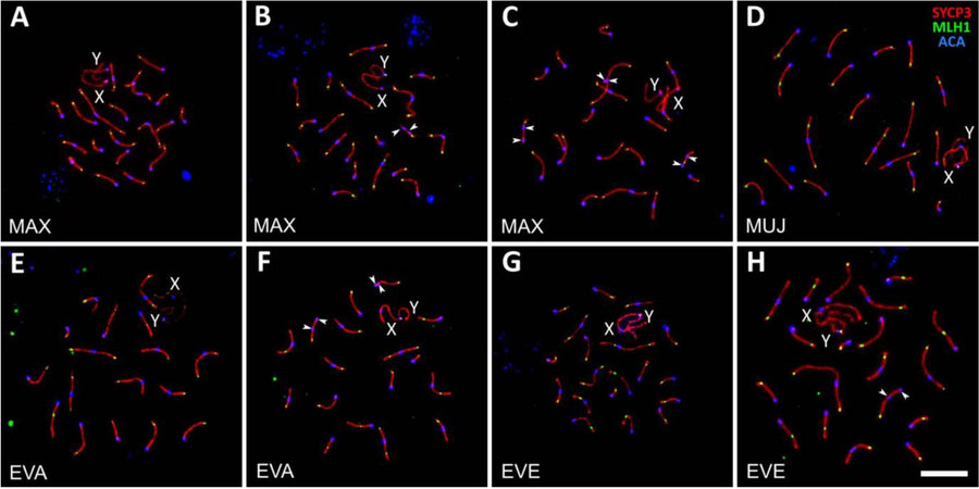 Pachytene and pachytene-like spermatocytes of A. maximowiczii, MAX (A–C), A. evoronensis “Argi” × A. evoronensis “Evoron”, EVA × EVE (D–F), A. mujanensis × A. maximowiczii, MUJ × MAX (G–I), A. evoronensis “Argi” × A. mujanensis, EVA × MUJ (J–L), and A. evoronensis “Argi” × A. maximowiczii, EVA × MAX (M–O) after immunolocalization of SYCP3, SYCP1, MLH1, γH2A.X, and centromeric proteins (ACA, 1:100). Arrowheads show asynapsed SC regions of the autosomes. CC-BY-4.0. PMID:37263996