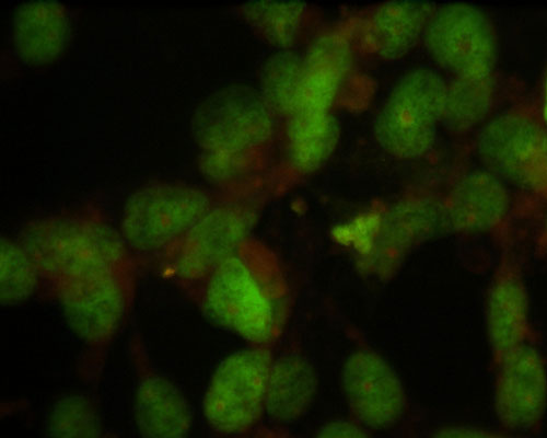 Immunostaining of HeLa cells showing specific labeling of nuclei using the anti-nuclei antibody 1:100, green).