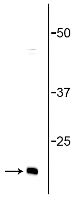 Western blot of rat brain lysate showing specific immunolabeling of the ~ 16 kDa synaptobrevin protein.