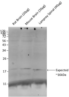 Western blot showing specific immunolabeling of Synaptobrevin (VAMP, 1:1000) in mouse brain, rat brain, and lamprey spinal cord. Image kindly provided by Karina Vargas, University of Pittsburgh.