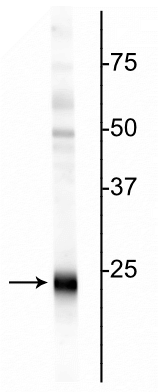 Western blot of rat hippocampal homogenate showing specific immunolabeling of the ~24 kDa UCHL1 protein.
