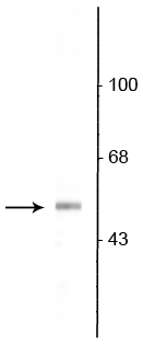Western blot of rat olfactory bulb lysate showing specific immunolabeling of the ~53 kDa VGAT protein.