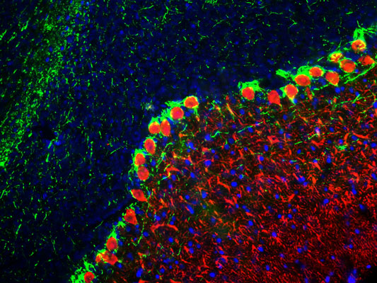 Immunofluorescence of a section of rat cerebellum showing specific labeling of calbindin 1:1000, red) in the dendrites of Purkinje cells. Axons are labeled green with anti-Neurofilament H antibody 1:25,000), and additional nuclear staining with DAPI.