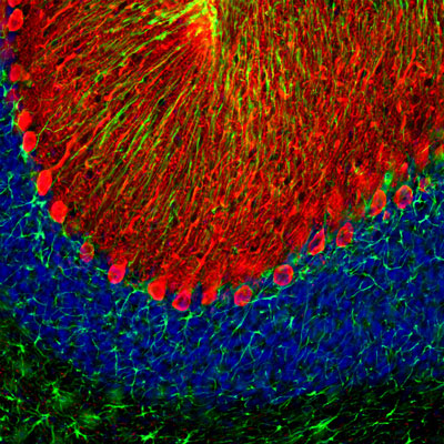 Immunofluorescence of a section of rat cerebellum labeled with anti-calbindin 1:2,000, red), colabeled with anti-GFAP 1:5000,green), and DAPI staining of nuclear DNA. The anti-calbindin prominently labels the dendrites and perikarya of Purkinje cells in the molecular layer of the cerebellum. The anti-GFAP labels the processes of Bergmann glia in the molecular layer and the astroglia in the granular and white layers of the cerebellum.