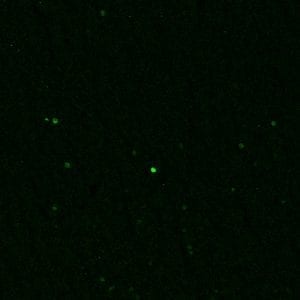 Immunolabeling of a section of rat brain that specifically labels c-FOS protein green, 1:1000). Frozen sections were fixed with 4%PFA for 24 hours. Before performing free floating immunohistochemistry, sections underwent antigen retrieval with sodium citrate (pH6.0) for 30 minutes at 80˚C. Image kindly provided by Angela Gonzalez, Washington State University, Vancouver.