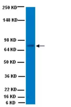Goat Anti-ChAT (Choline Acetyltransferase)