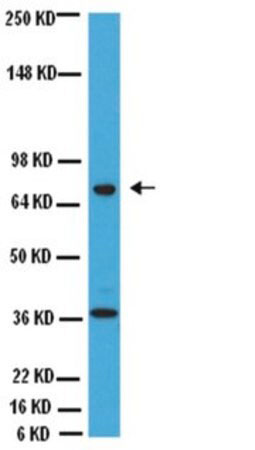 Goat Anti-ChAT (Choline Acetyltransferase)