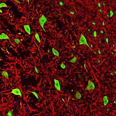 Immunofluorescence of a section of rat brain stem co-labeled with Anti-FOX3 green, 1:1000) and Anti-MAP2 red, 1:5000). The Anti-FOX3 specifically labels the nuclei and the proximal cytoplasm of neuronal cells while the Anti-MAP2 labels dendrites and overlaps with FOX3 labeling the perikarya of neurons. The blue is DAPI staining of nuclear DNA.
