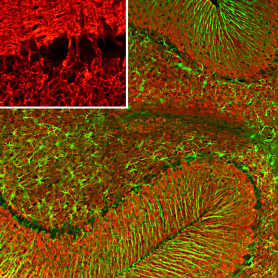 Immunofluorescence of a section of rat cerebellum labeled with anti-visinin-like 1 protein 1:500, red) and anti-GFAP green, 1:5000). The anti-VSNL1 revels protein expressed in the granule cell menbranes and in synapses in the white matter and molecular layers. The anti-GFAP reveals protein expressed in the processes of Bergmann glia and astroglia.