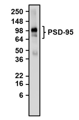 Guinea Pig Anti-PSD-95 (Recombinant Chimeric)