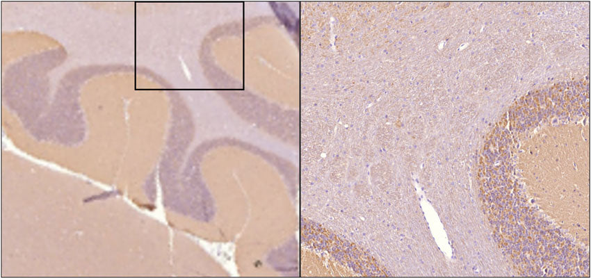 Sagittal section of formalin fixed, paraffin-embedded rat brain showing strong staining of alpha synuclein within the molecular layer of the cerebellum. Image at right shows higher magnification of indicated area of interest. Sections were stained with anti-alpha-synuclein (clone 6113-10) antibody at 1:5,000 dilution and detected with anti-mouse HRP.