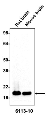 Mouse Anti-Alpha-Synuclein