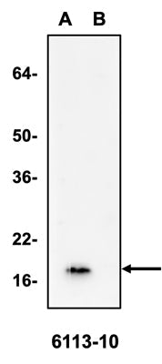 Mouse Anti-Alpha-Synuclein