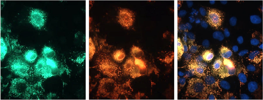 DAPI nuclear stain (blue) showing nuclei of both transfected and untransfected cells. Staining shows 100% correspondence between mouse anti-SARM1 signal and anti-flag in transfected cells.