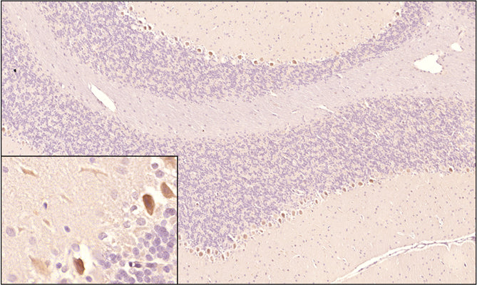 Sagittal section of formalin-fixed, paraffin-embedded rat brain showing strong staining for SARM1 in the Purkinje layer of the cerebellum as expected. Inset image shows higher magnification.