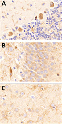 Sagittal section of formalin-fixed, paraffin-embedded rat brain showing strong staining for CSPG4/NG2 in the cerebellum, hippocampus and cortex (A-C respectively).