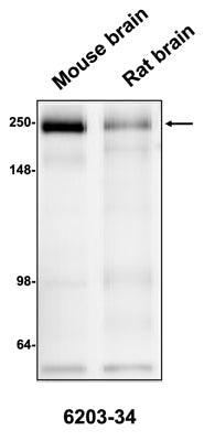 Mouse Anti-CSPG4/NG2
