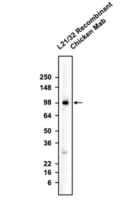 Western blotting of rat brain membrane with anti-GluA2/GluR2 Glutamate Receptor recombinant chicken mAb. The chicken mAb was detected with anti-chicken-HRP and recognizes endogenous GluA2 in the rat brain membrane fraction at ~100 kDa.