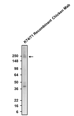 Western blotting of rat brain membrane with anti-Nav1.1 (SCN1A) recombinant chicken mAb antibody. The chicken mAb was detected with anti-chicken-HRP.