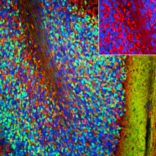 DAPI nuclear stain (blue) shows cell nuclei. Anti-PSD-95 specifically stains the excitatory synapses in the granular layer of the cerebellum.