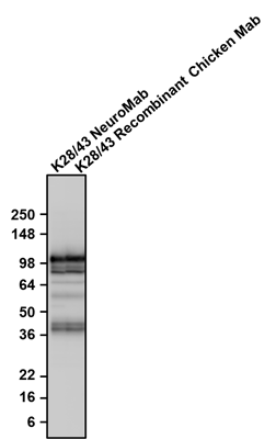 The mouse Mab and chicken Mab were detected with anti-mouse-HRP and anti-chicken-HRP, respectively.