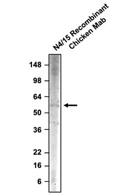 The chicken mAb was detected with anti-chicken-HRP.