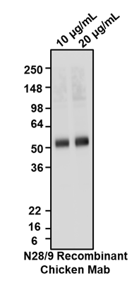 Chicken Anti-VGlut1 (Recombinant Chimeric)