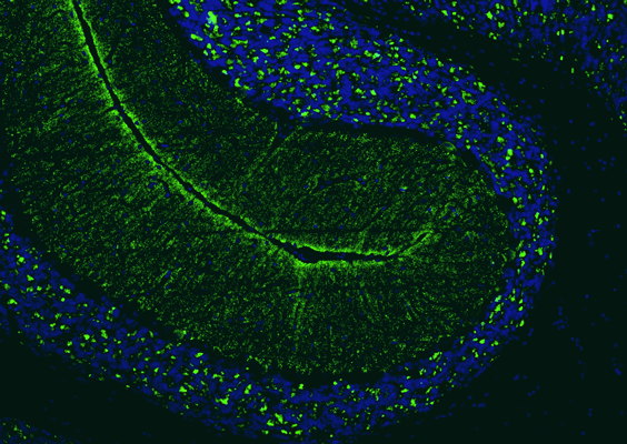 Formalin fixed, paraffin-embedded rat brain cerebellum region showing staining of VGlut2 with anti-VGlut2 recombinant chicken monoclonal antibody (green) at 1:100 dilution. The sections were mounted with Fluoroshield with DAPI and DABCO mounting medium. DAPI nuclear stain (blue) shows cell nuclei. Anti-VGlut2 specifically stains the mossy fiber terminals in the granular layer and climbing fiber terminals in the molecular layer of the cerebellum. Magnification 100X.